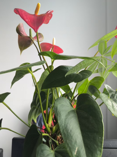 夏日灼灼，西瓜清凉