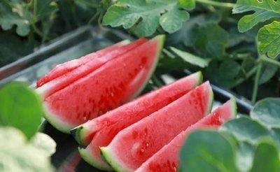 给西瓜的感谢信